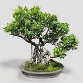 Ficus Retusa - Assorted sizes here (15cm - 20cm - 25cm - 30cm)